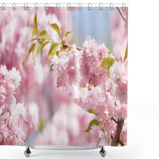 Personality  Lush Branches Of A Blossoming Sakura Tree, Pink Double Flowers Of Japanese Cherry. Spring Floral Background. Blooming Tree. Sakura Branches Are Densely Strewn With Flowers. Shower Curtains
