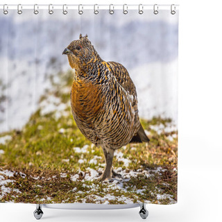 Personality  Female Western Capercaillie In Winter Landscape Shower Curtains