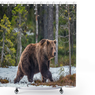 Personality  Wild Brown Bear In The Spring Forest. European Brown Bear ( Ursus Arctos ) Shower Curtains