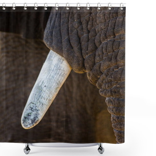 Personality  Elephants Tusk And Part Of Trunk Shower Curtains