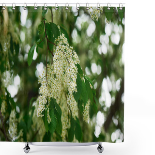 Personality  Close-up View Of Beautiful Blooming Bird Cherry Tree With Tender White Flowers Shower Curtains