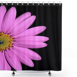 Personality  A Pink African Daisy Flower With Petals On Black Background Shower Curtains