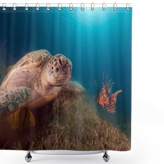 Personality  Green Turtle And Buddy Lionfish In The Red Sea. Shower Curtains