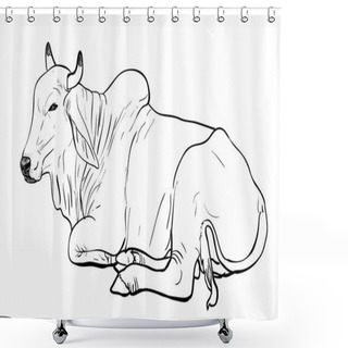 Personality  Resting White Cow,American Brahman Shower Curtains