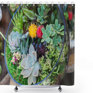 Personality  Terrarium With Cactus Succulent Plant Shower Curtains