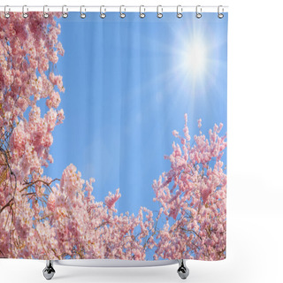 Personality  Blossoming Cherry Trees And The Sun Shower Curtains