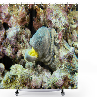 Personality  Underwater Photo Of Yellowmouth Moray Eel (starry Moray, Gymnothorax Nudivomer), With Widely Opened Mouth, Close-up View. Indian Ocean, Daymaniyat Islands, Oman. Shower Curtains