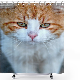 Personality  Amazing Little Cat Close Up Shower Curtains