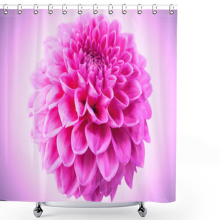 Personality  Pink Chrysanthemum Flower Isolated On Pink Background. Shower Curtains