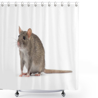 Personality  Rat Isolated On White Background Shower Curtains
