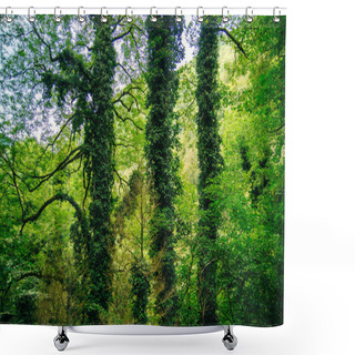 Personality  Tree Overgrown With Ivy. Trees And Wild Ivy In Park. Ivy Leaves On Tree Trunks. High Quality Photo Shower Curtains