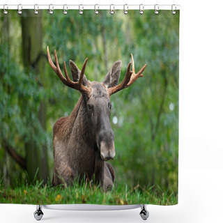 Personality  Moose Lying In Grass Shower Curtains