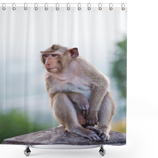 Personality  Crab-eating Macaque Monkey Shower Curtains