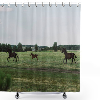 Personality  Side View Of Horses And Colt Galloping On Grassland  Shower Curtains