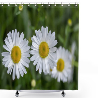 Personality  Leucanthemum Vulgare Meadows Wild Flower With White Petals And Yellow Center In Bloom, Flowering Beautiful Plant Shower Curtains