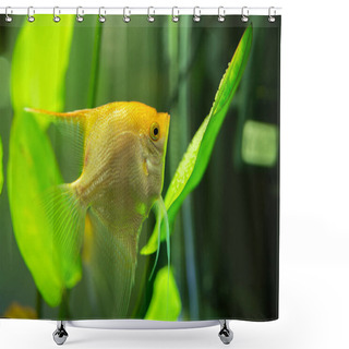 Personality  Gold Pterophyllum Scalare In Aqarium Water, Yellow Angelfish Guarding Eggs Shower Curtains