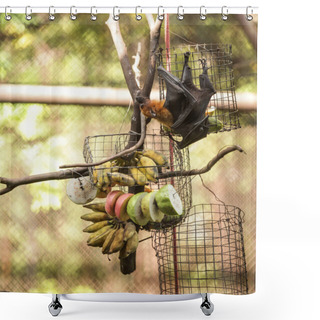 Personality  Lyle's Flying Fox (fruit Bat) Feeds On Fruit In Zoo. It Is Gregarious And Roosts In Tropical Forest, And In Mangrove Forests. It Navigates With Keen Eyesight And Locates Resource With Sense Of Smell. Shower Curtains