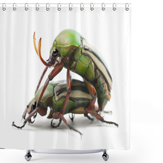 Personality  Mating Flamboyant Flower Beetles Or Striped Love Beetle, Eudicella Gralli Hubini Shower Curtains