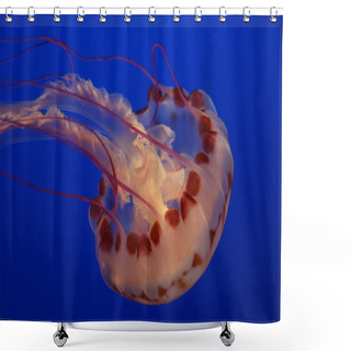 Personality  Jellyfish In A Blue Background Shower Curtains