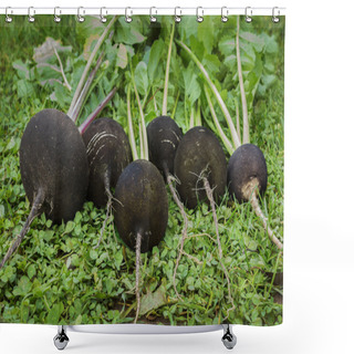 Personality  Black Radish Reaches Maturity In October Shower Curtains