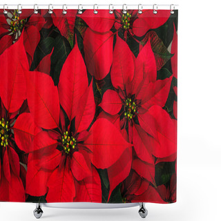 Personality  Poinsettia Flower Shower Curtains