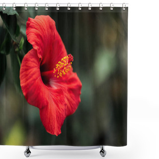 Personality  Close Up View Of Red Flower With Green Leaves On Blurred Background Shower Curtains