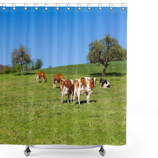 Personality  Swiss Cows On Meadow, Aargau, Switzerland Shower Curtains
