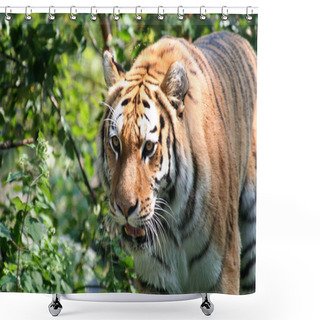 Personality  Tiger On The Prowl Close Up Shot Shower Curtains