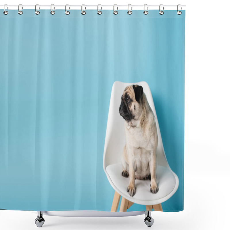 Personality  Pug Dog Sitting On White Chair And Looking Away On Blue Background With Copy Space Shower Curtains