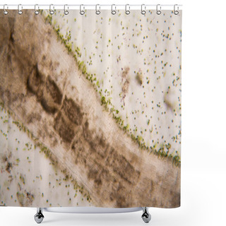 Personality  Microscopic Organisms From The Pond. Euglena Gracilis Shower Curtains
