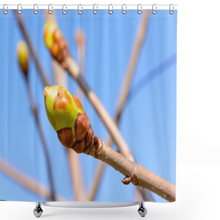 Personality  Spring Buds On Tree Branch Shower Curtains