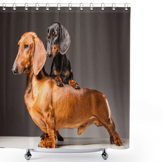 Personality  Red And Black Dachshund Dogs Posing On Gray Shower Curtains
