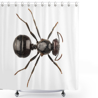 Personality  Black Garden Ant Species Lasius Niger Shower Curtains