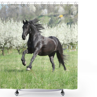 Personality  Gorgeous Friesian Mare Running In Front Of Flowering Trees Shower Curtains