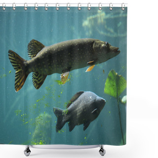 Personality  Northern Pike And Common Carp Shower Curtains
