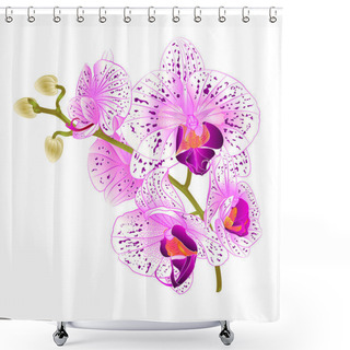 Personality  Branch Orchids   Purple And White Flowers  Phalaenopsis Tropical Plant On A White Background  Vintage Vector Botanical Illustration For Design Hand Draw  Shower Curtains