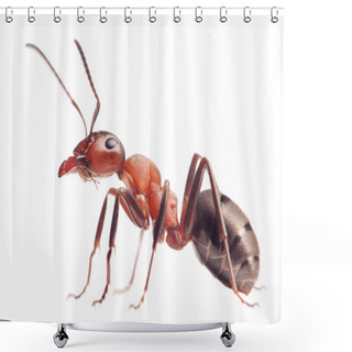 Personality  Ant Formica Rufa On White Shower Curtains