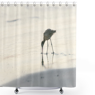 Personality  Shorebird Looking For Food Shower Curtains