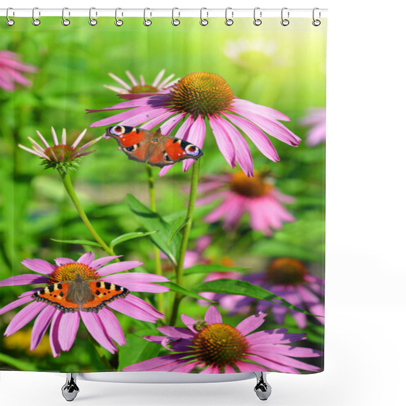 Personality  Blooming Medicinal Herb Echinacea Purpurea Shower Curtains