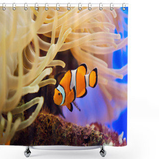 Personality  Fish And Anemone Shower Curtains