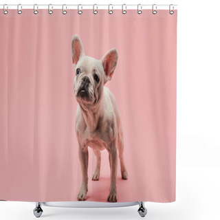 Personality  White French Bulldog With Black Nose On Pink Background Shower Curtains