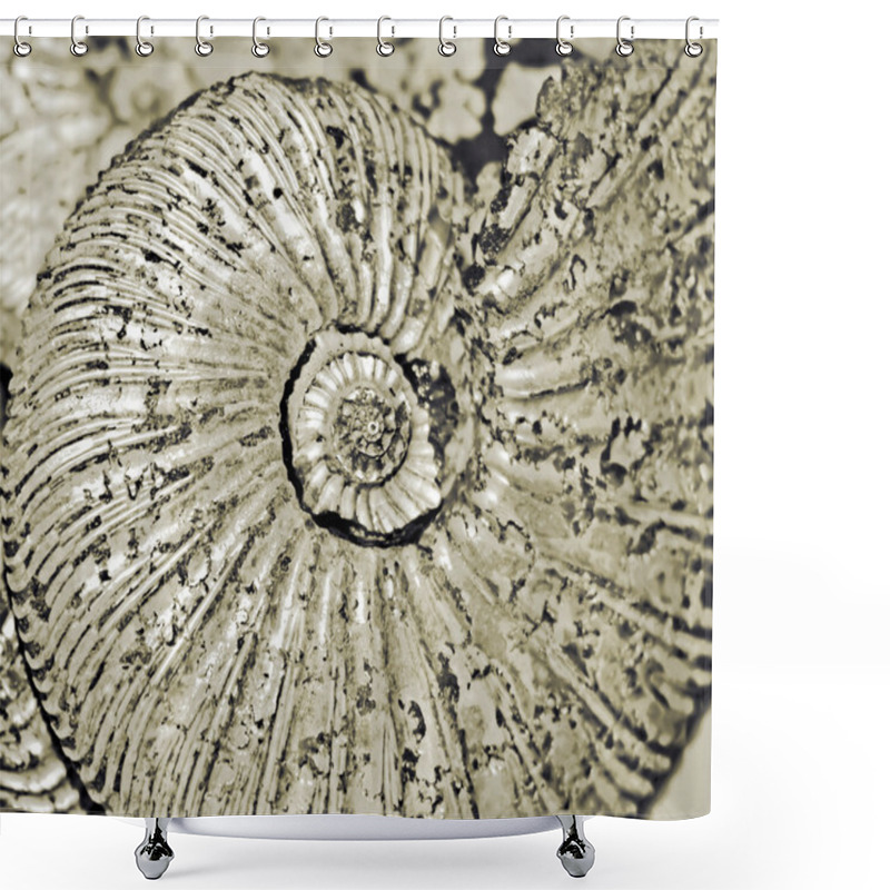 Personality  Shell Shower Curtains