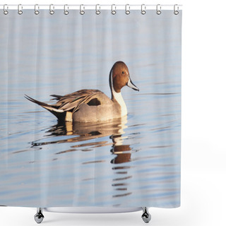 Personality  Male Pintails Swimming Shower Curtains
