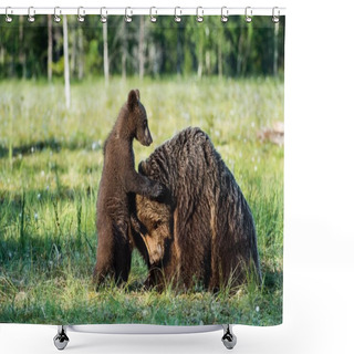 Personality  Bear Cubs Hide For A She-bear Shower Curtains