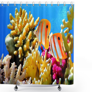 Personality  Coral Reef And Copperband Butterflyfish Shower Curtains