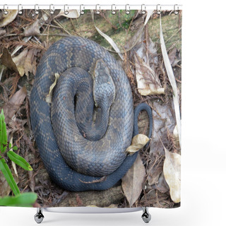 Personality  Coiled Water Moccasin Snake Shower Curtains