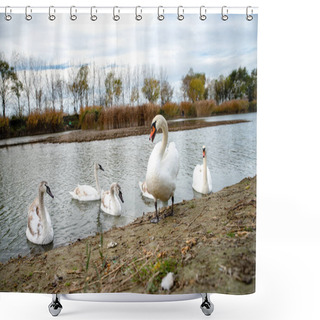 Personality  The Swans Swimming On The River, Beautiful Peaceful Place In Nature Shower Curtains