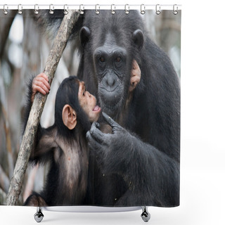 Personality  Funny Chimpanzee, Republic Of The Congo Shower Curtains