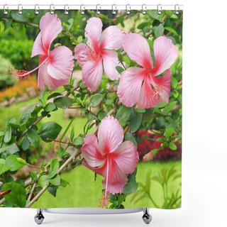 Personality  Hibiscus Flower In Garden Shower Curtains