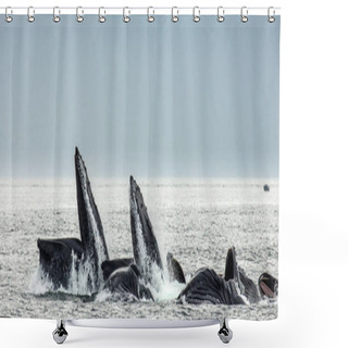 Personality  Humpback Whales Above Water Surface Shower Curtains